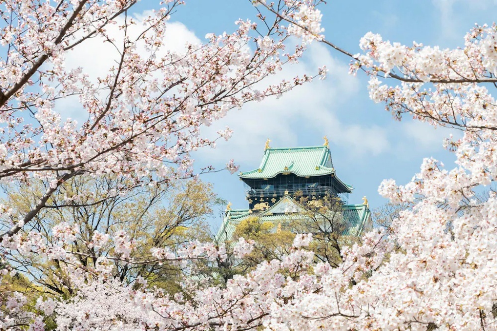 櫻花季節的大阪城，這時間大阪住宿又貴又難訂，記得提早查詢
